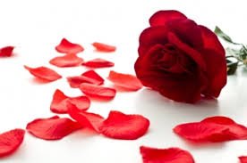 Red Rose Love Spell rose